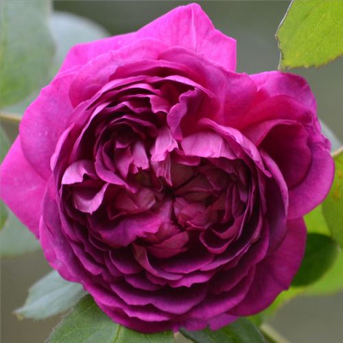 Rosen Online Gärtnerei - hybrid perpetual rosen - violett - Rosa Reine des Violettes - stark duftend - Mille-Mallet - Sie blüht während der ganzen Saison und duftet angenehm süß. Die Blätter auf ihren praktisch dornenlosen Ästen sind dunkelgrün.